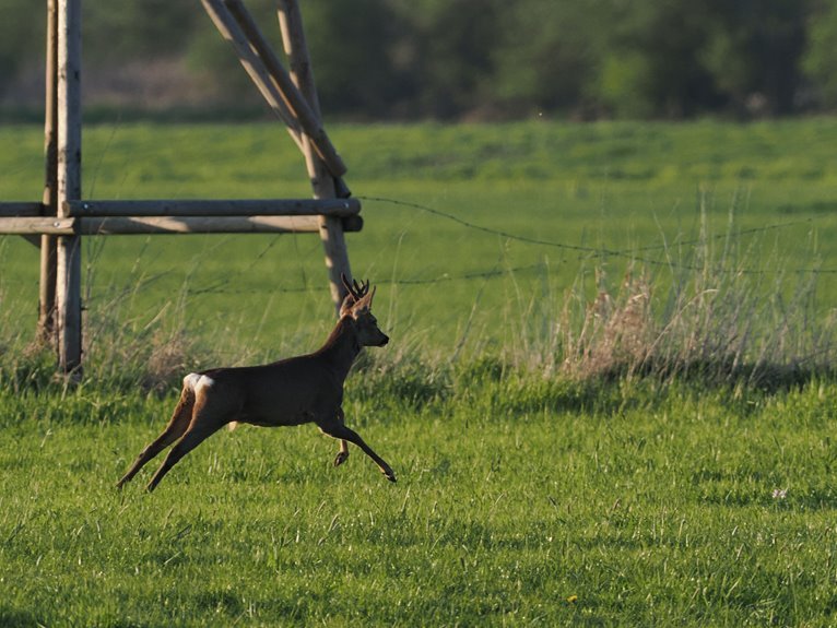 deer jump height fences