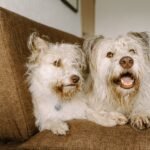 protecting leather couches from dogs
