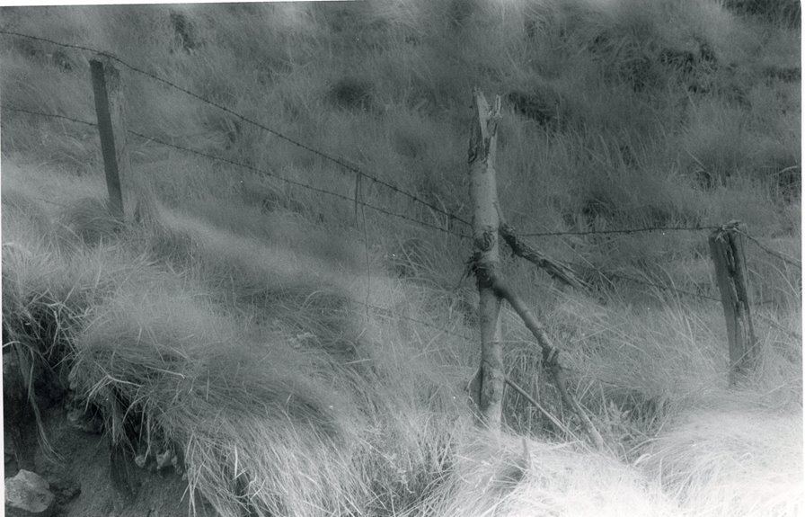 underground fence detects grass roots